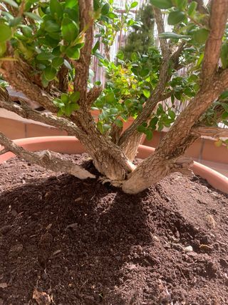 BOJ / BUXUS SEMPERVIRENS - arbusto grande exterior