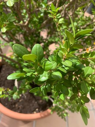 BOJ / BUXUS SEMPERVIRENS - arbusto grande exterior