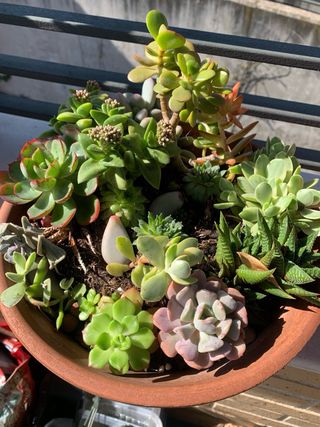 Centro de suculentas en maceta de barro