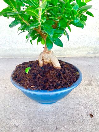 Planta pre-bonsái Ficus microcarpa ‘Ginseng’