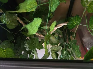 Caseta de reptiles negra y verde