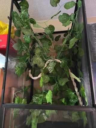 Caseta de reptiles negra y verde