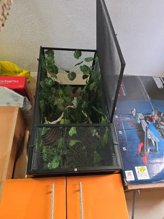 Caseta de reptiles negra y verde