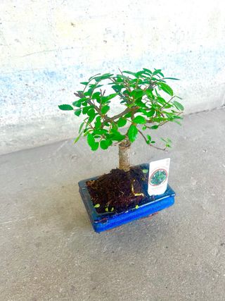 Bonsái Zelkova parvifolia