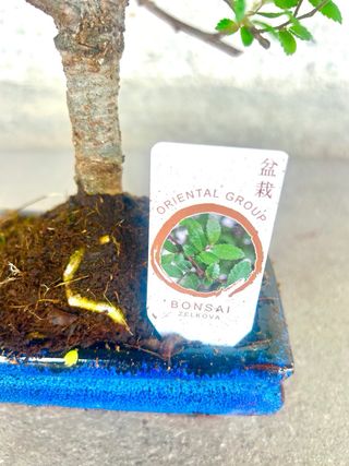 Bonsái Zelkova parvifolia