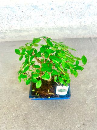 Bonsái Zelkova parvifolia