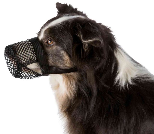 Protector ingestas peligrosas para perros