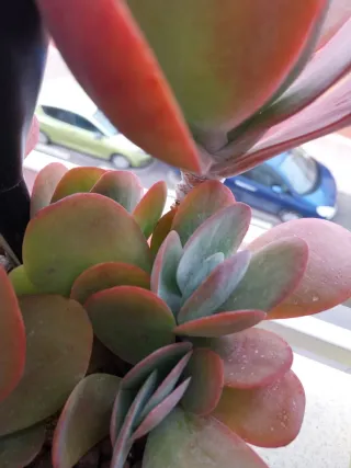 Planta Suculenta pequeña 3 e grande 6 e