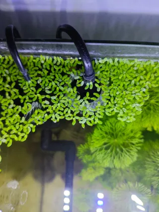 Lentejas de agua para acuario