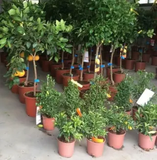 Árboles frutales en maceta