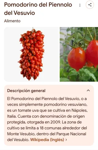 PLANTINES POMODORINO ROSSO DEL PIENNOLO VESUBIO