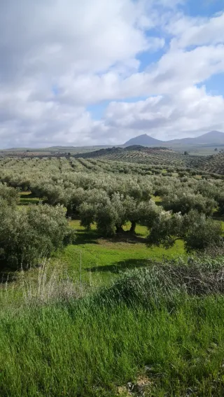 Leña de olivo recién cortada