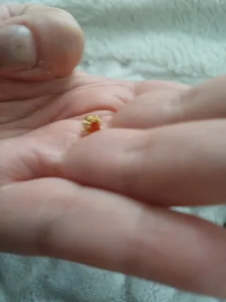 Joyero mini, cruz y cangrejo de oro