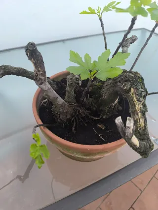 Higuera Bonsái Antigua