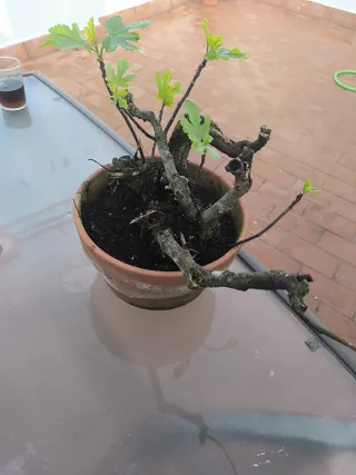 Higuera Bonsái Antigua