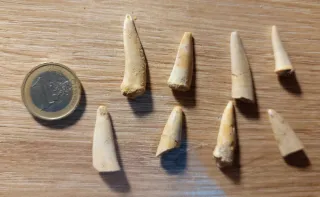 Lote 8 dientes fósiles Enchodus