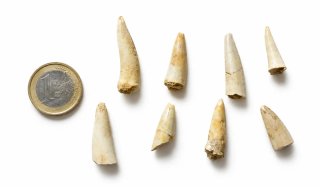 Lote 8 dientes fósiles Enchodus