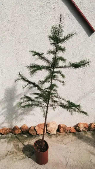 Abeto Douglas 120 cm