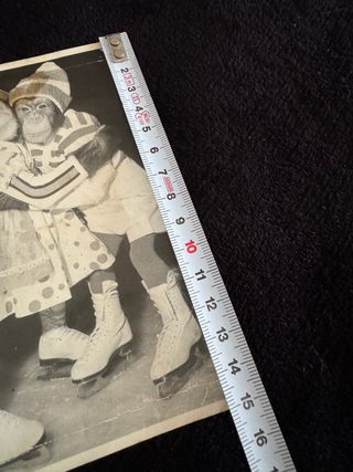 Vecchia cartolina scimmie pattinatori