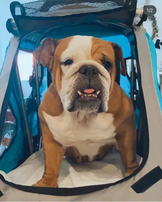 CARRO REMOLQUE DE PERRO           ( SIN ESTRENAR )