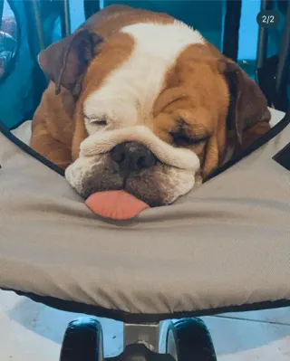 CARRO REMOLQUE DE PERRO           ( SIN ESTRENAR )