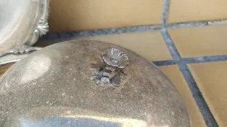 Bandejas antiguas Metálicas Plateadas