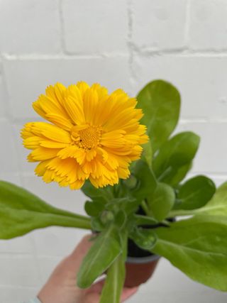 Planta de Caléndula