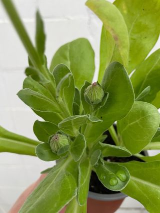 Planta de Caléndula