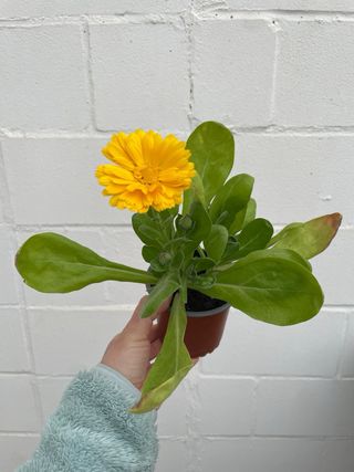 Planta de Caléndula