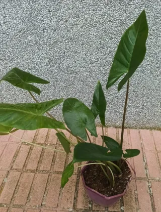 Alocasia planta