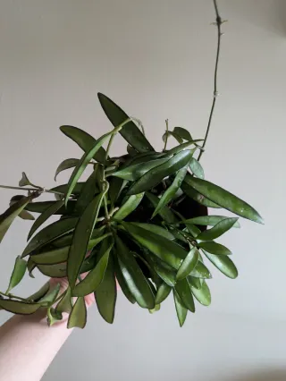 Hoya wayetii planta colgante
