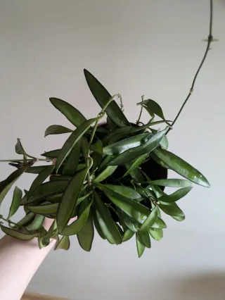 Hoya wayetii planta colgante
