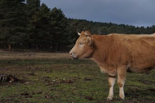 Cámara Reflex Sony Alpha 3000 + Objetivo 18-55