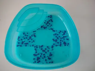 Tortuguero azul transparente