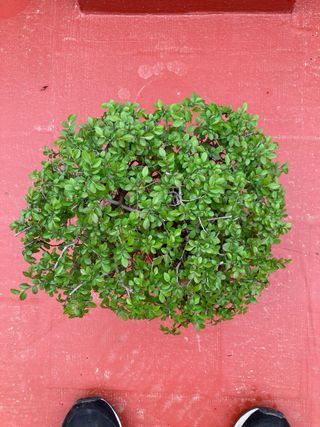 Bonsái Ulmus parvifolia