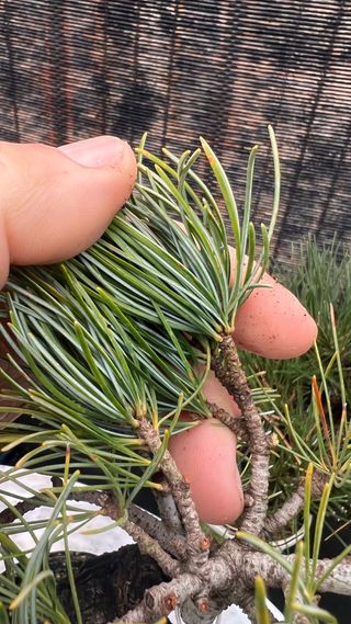 PRE BONSAI PINO BLANCO JAPONES GOYOMATSU