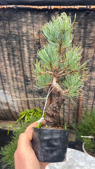 PRE BONSAI PINO BLANCO JAPONES GOYOMATSU