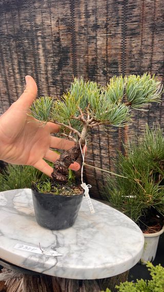 PRE BONSAI PINO BLANCO JAPONES GOYOMATSU