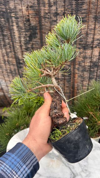 PRE BONSAI PINO BLANCO JAPONES GOYOMATSU