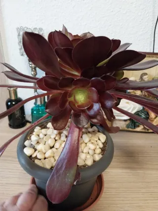 Planta Suculenta