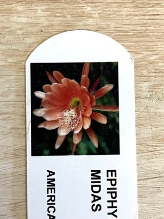 Epiphyllum Midas America