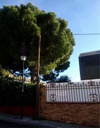 Poda y limpieza de pino piñonero