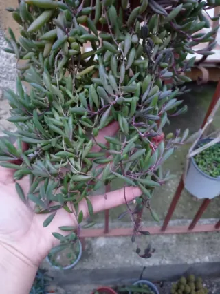 Talee di Seneci miste