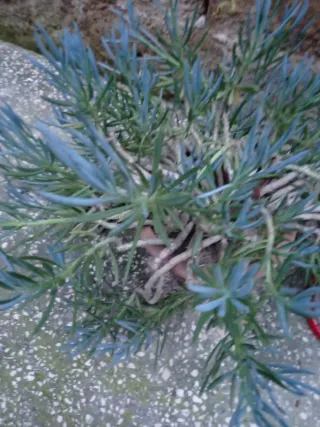 Talee di Seneci miste