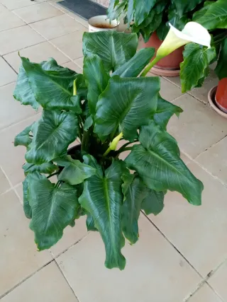 Planta de Calas en Flor