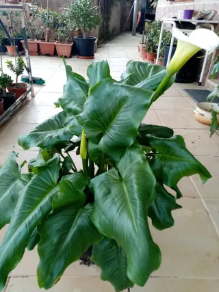 Planta de Calas en Flor