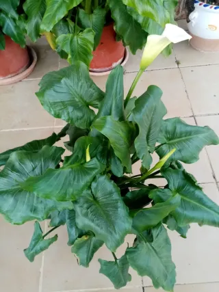 Planta de Calas en Flor