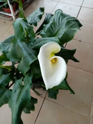 Planta de Calas en Flor