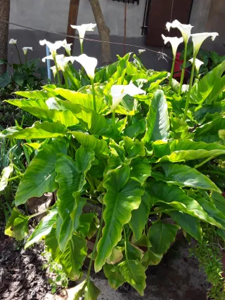 Planta de Calas en Flor