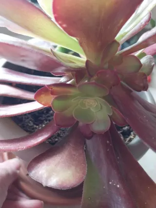 Planta Suculenta Aeonium